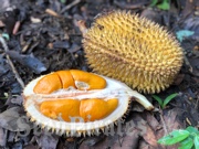 Durian Nyekak