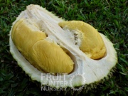 Musang King, D197